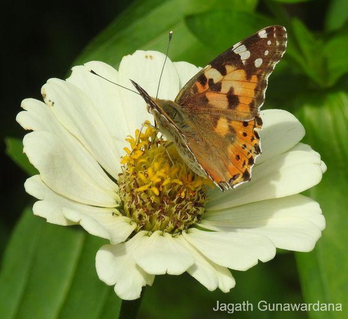 Vanessa cardui Linnaeus, 1761